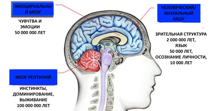 Сколько различий между картинками brain